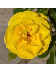 Rosa Korresia (6lt)