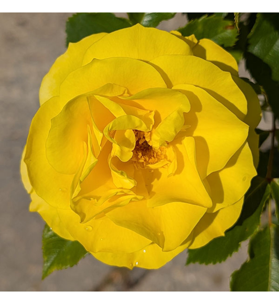 Rosa Korresia (6lt)