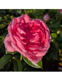Rosa La Rose De Molinard (6lt)
