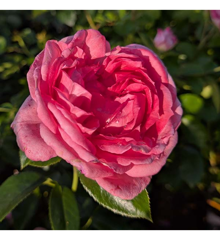 Rosa La Rose De Molinard (6lt)