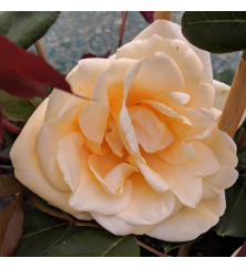 Rosa Climbing Lady Hillingdon