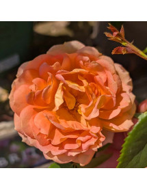 Rosa Lady of Shalott (David Austin)(6lt)