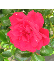 Rosa Lancashire (6lt) Rosa Lancashire (6lt)