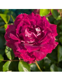 Rosa Let's Celebrate (6lt)