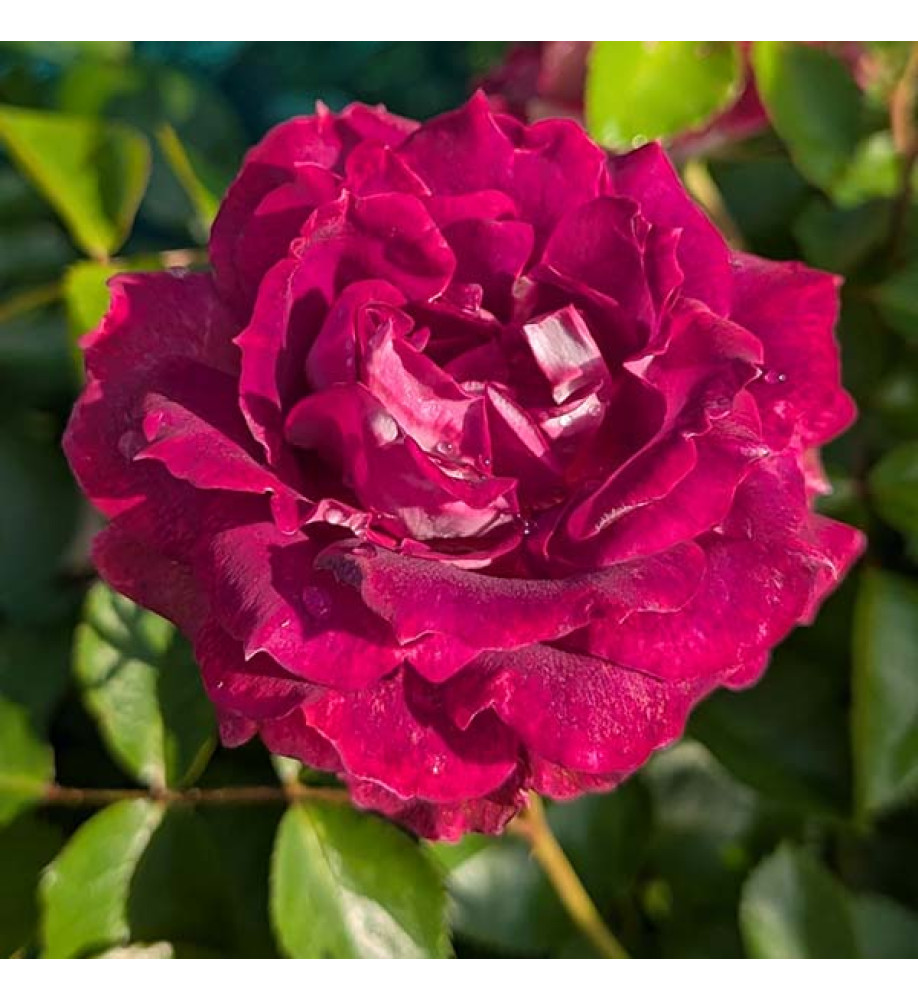 Rosa Let's Celebrate (6lt)