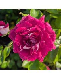 Rosa Let's Celebrate (6lt)