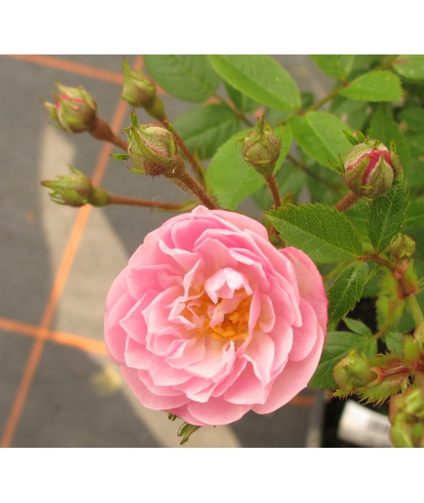 Rosa Little Rambler (6lt)