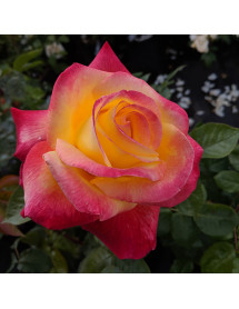 Rosa Love and Peace (6lt)