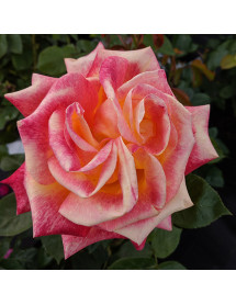 Rosa Love and Peace (6lt) Rosa Love and Peace (6lt)