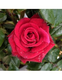 Rosa Love Knot (6lt)