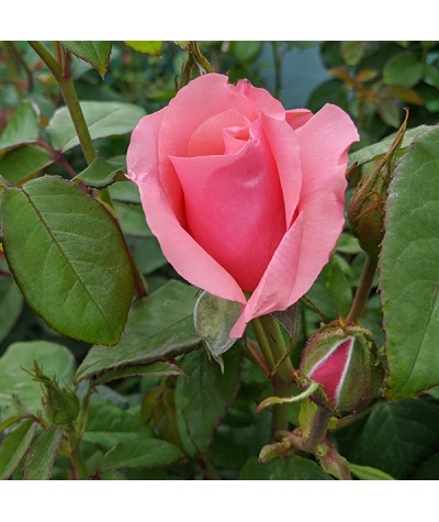Rosa Lovely Lady (6lt)