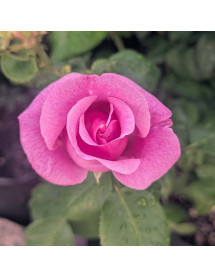 Rosa Lucky (6lt)