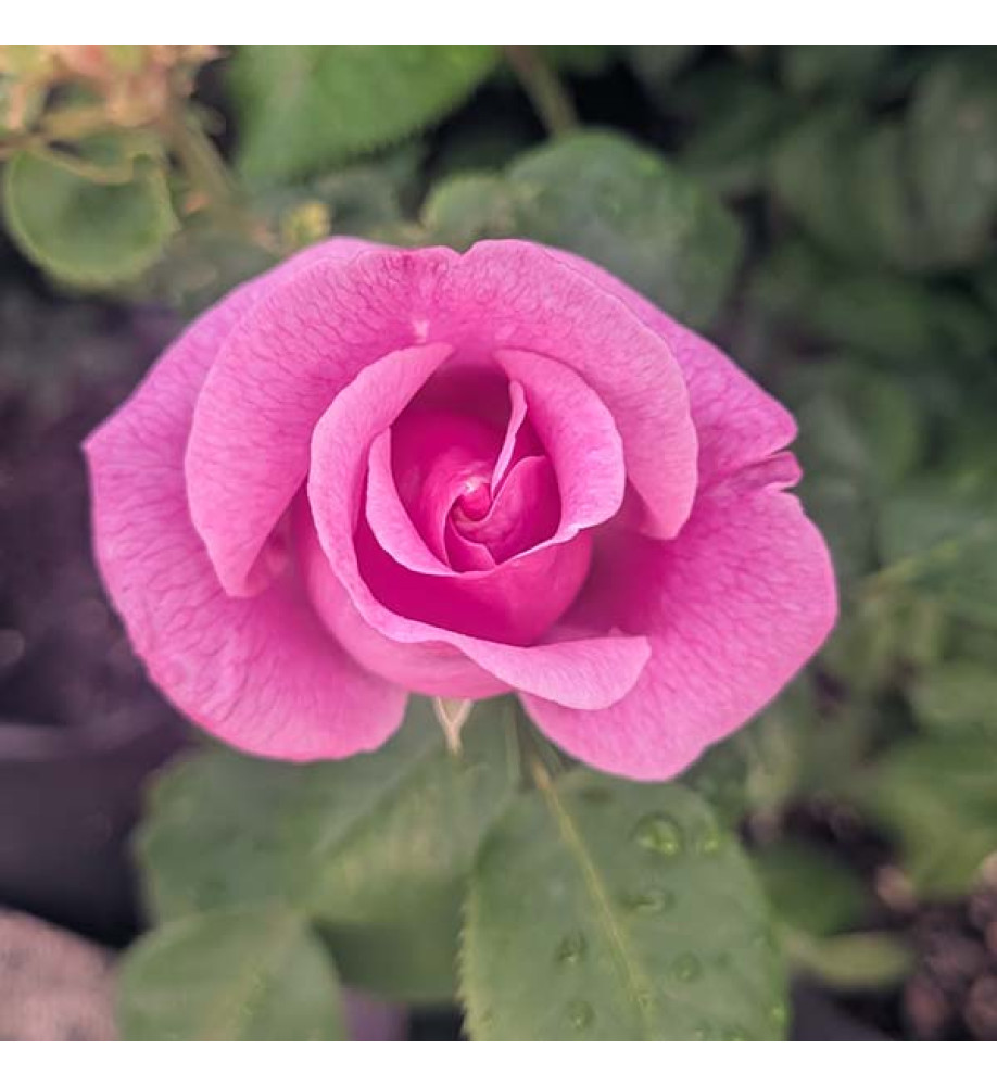 Rosa Lucky (6lt)
