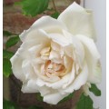 Rosa Madame Alfred Carriere (6lt)