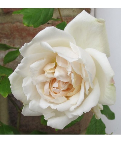 Rosa Madame Alfred Carriere (6lt)