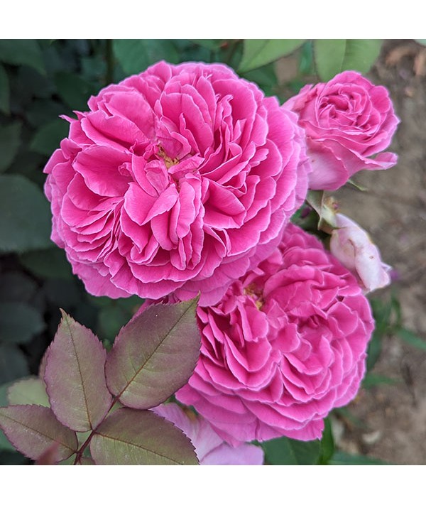 Rosa Madame Isaac Perriere (clbb) (6lt)