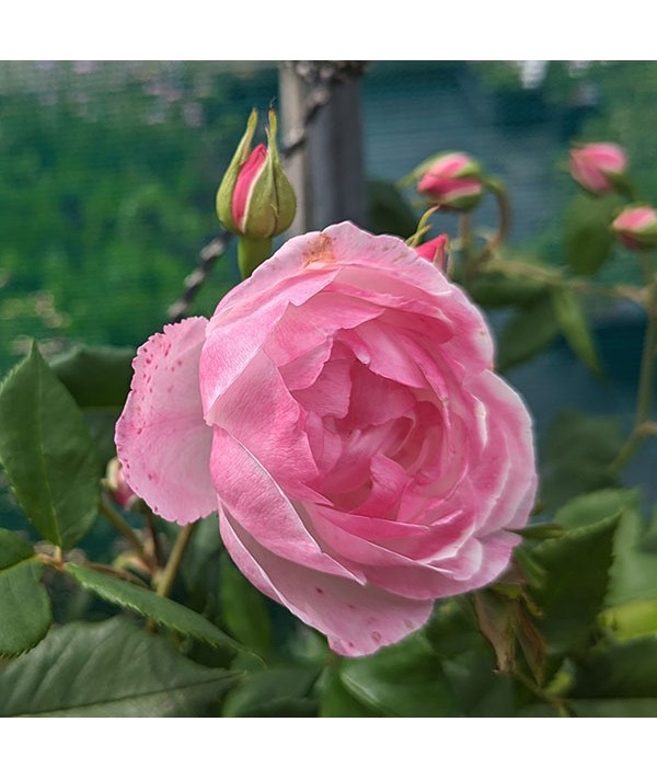 Rosa Madame Pierre Oger (6lt)