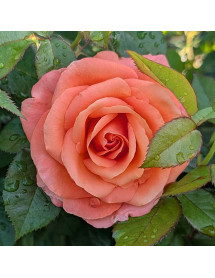Rosa Mamma Mia (6lt)
