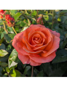 Rosa Mamma Mia (6lt)