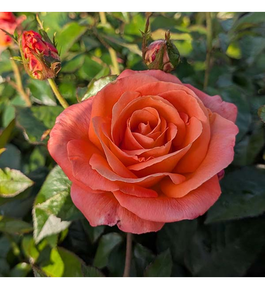 Rosa Mamma Mia (6lt)