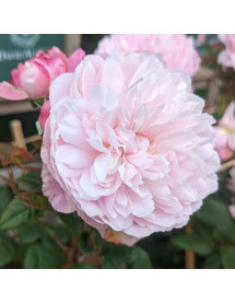 Rosa Mary Delany (David Austin) (6lt)