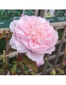 Rosa Mary Delany (David Austin) (6lt)