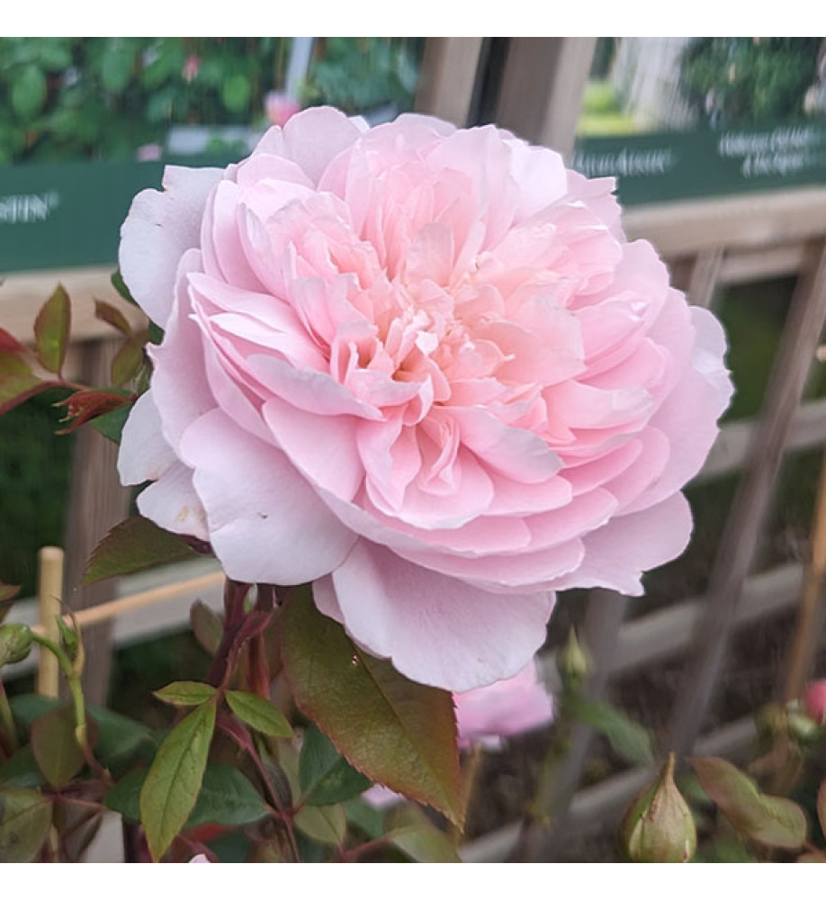 Rosa Mary Delany (David Austin) (6lt)