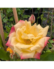 Rosa Masquerade (climbing) (6lt)