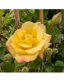 Rosa Masquerade (climbing) (6lt)