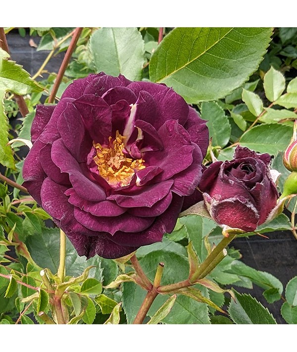 Rosa Midnight Blue (6lt)