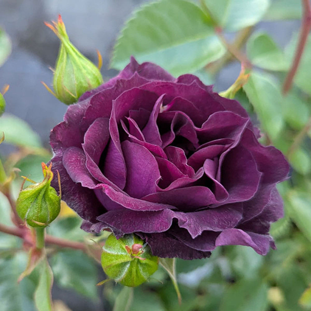 Rosa Midnight Blue (6lt)