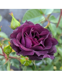 Rosa Midnight Blue (6lt)