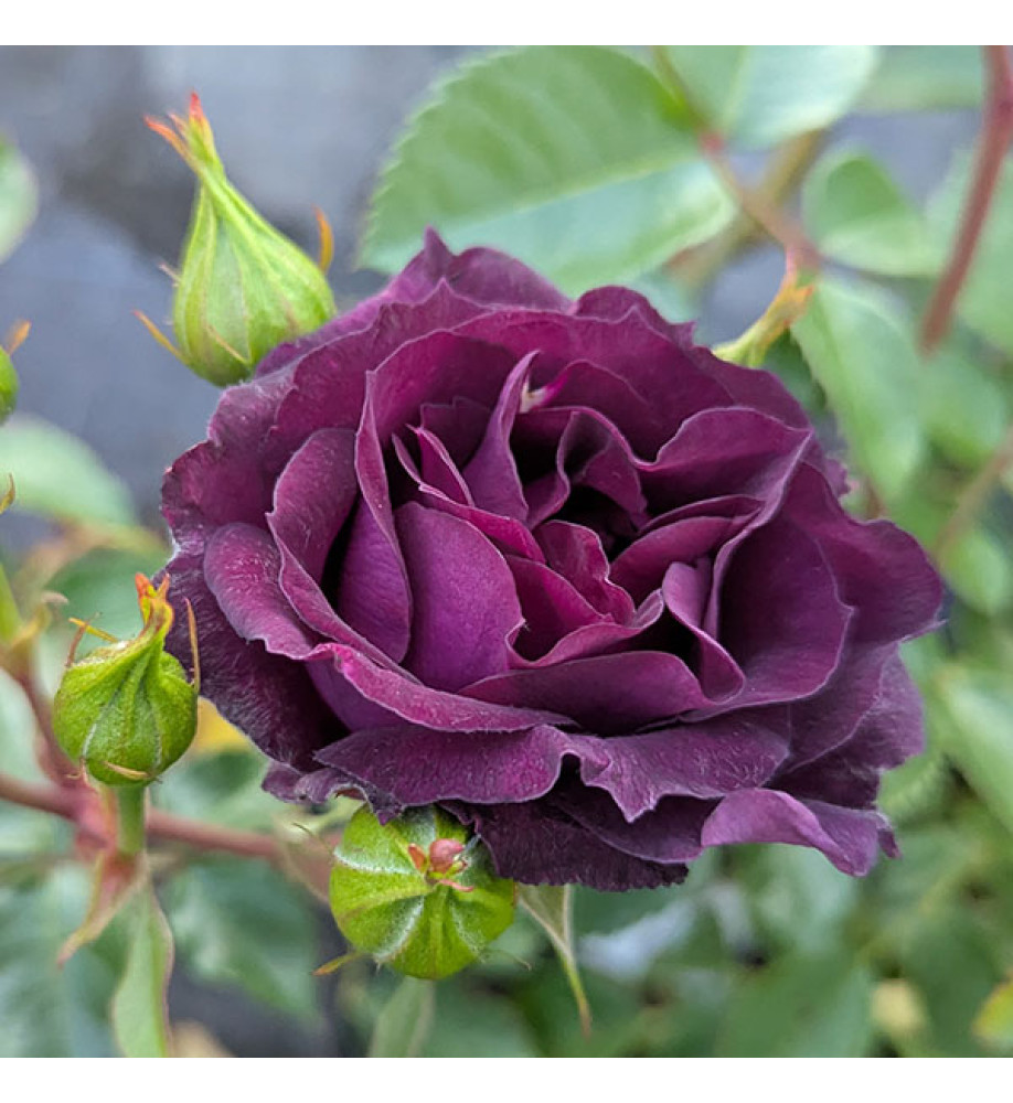 Rosa Midnight Blue (6lt)