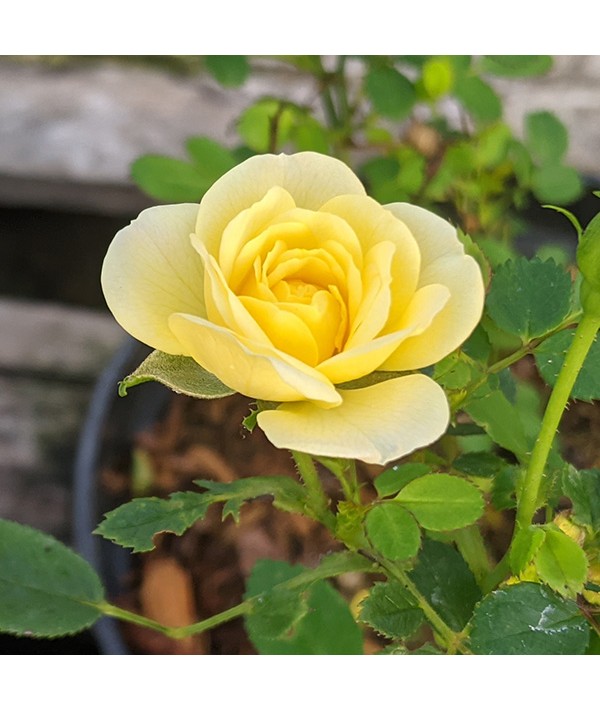 Rosa Miniature Yellow (3lt)