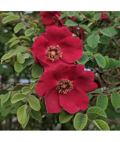 Rosa moyesii Geranium seedlings (6lt)