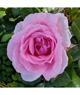 Rosa Millie (Mum in a Million) (6lt)