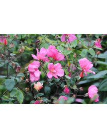 Rosa x odorata Mutabilis (4.5lt)