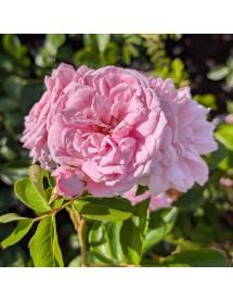Rosa My Beloved Mother (6lt)