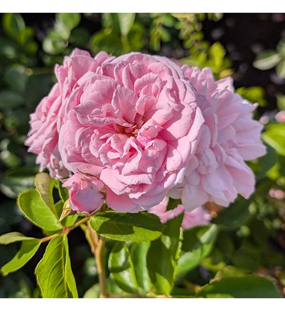 Rosa My Beloved Mother (6lt)