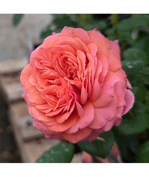 Rosa My Darling (3lt)