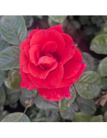 Rosa Newsflash (7lt)