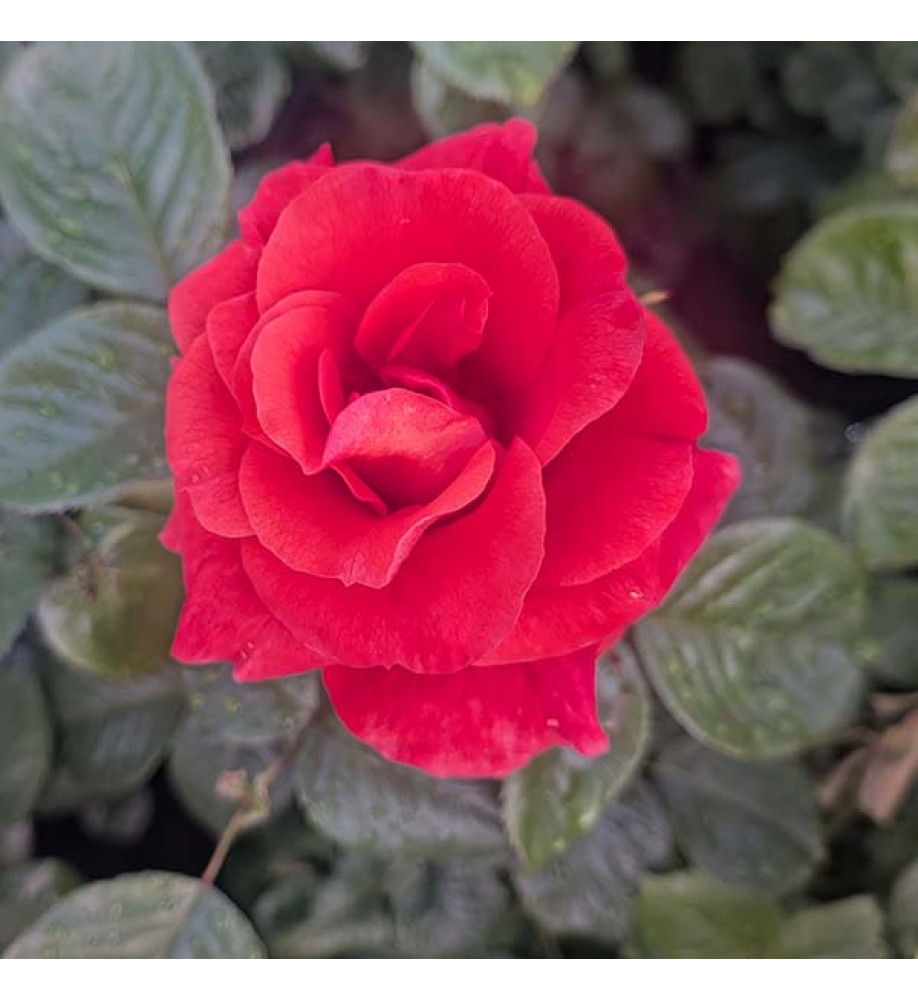 Rosa Newsflash (7lt)