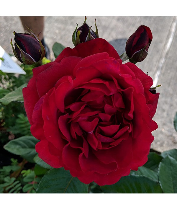 Rosa One in a Million (6lt)