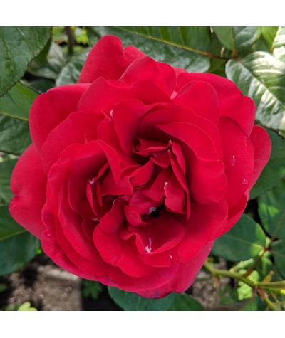 Rosa One in a Million (6lt)