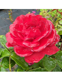 Rosa One in a Million (6lt)