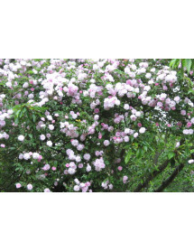 Rosa Paul's Himalayan Musk (7lt)