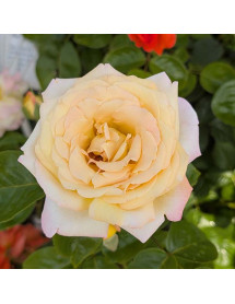 Rosa Peace (6lt)
