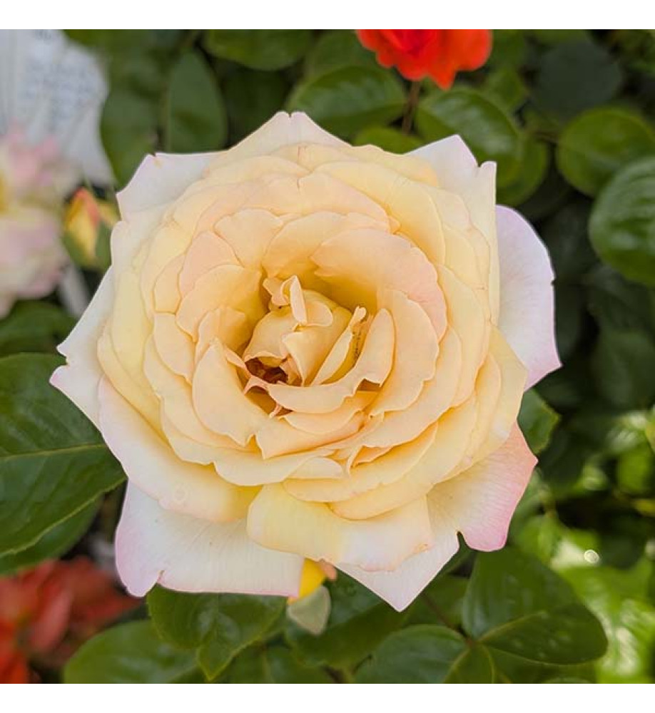 Rosa Peace (6lt)