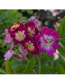 Rosa Perennial Blue
