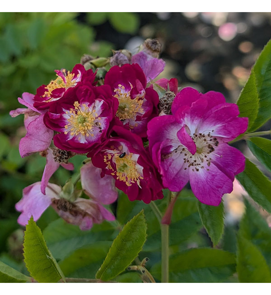 Rosa Perennial Blue